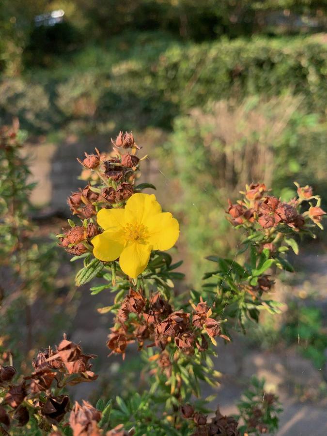 Elbufer 83